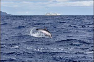 L'île de Madère. Sortie en zodiac à la rencontre des dauphins. (Photo Sergine Laloux)