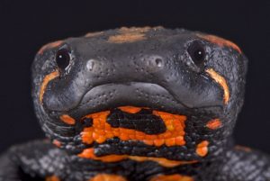 The Laos warty newt (Laotriton laoensis) is a highly endangered amphibian species endemic to Laos. Photo ©Visittournai.be