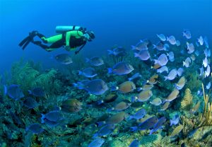 Mexico, diving, shore excursion, scuba, diver, fish, adventure, Baja, Cozumel,