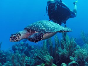 Mexico, turtle, diving, snorkel, scuba, water sport, adventure, shore excursion, Baja, Cozumel,