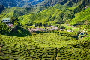 Cameron Highlands (Malaisie) © dinozzaver - Fotolia