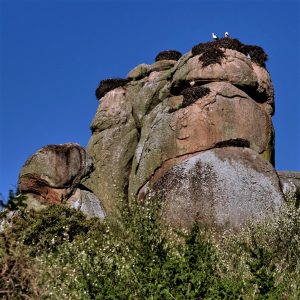 Spain, Extremadura, Caceres Province, ; Malpartida de Caceres, Los Barruecos, a protected space classified natural monument; Pitoresque landscape covered with huge stones carved by time; White storks (Ciconia ciconia) at nest, on large granite boulder, Los Barruecos Natural Monument,