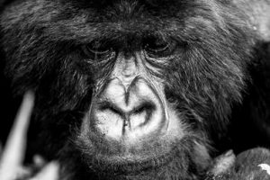 Bisate Lodge, Wilderness Safari, Rwanda PHOTOGRAPHER: David Crookes