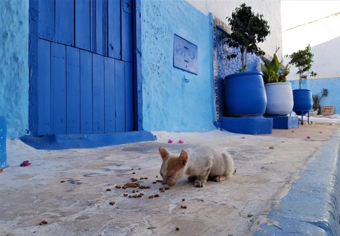 Rabat-Kasbah-Udaya-4 (2)